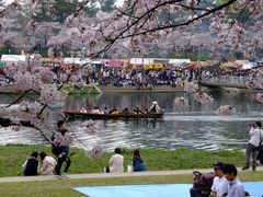 zunzuさんの岡崎公園の桜への投稿写真1