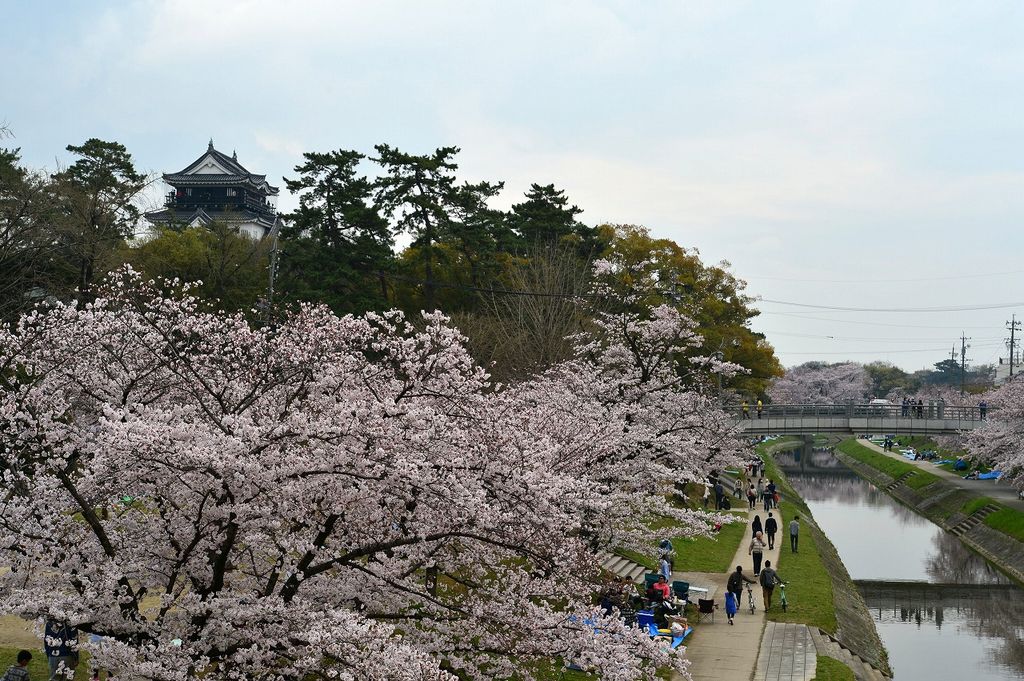 岡崎公園の桜