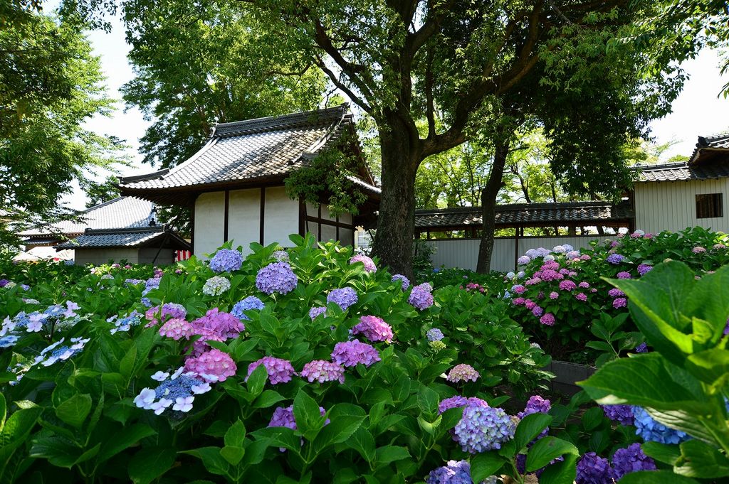 19 愛知 あじさいの名所7選 見頃情報も あじさい寺の絶景など厳選 じゃらんニュース