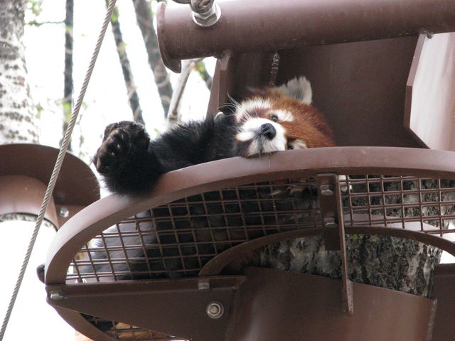 �k�C������u���R�������v�����ڂȁh���[�b�T�[�p���_�h�ł���
_���R������