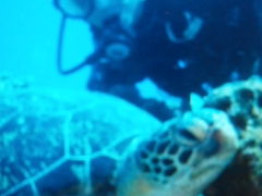 ₷ԁ`̌cǊ(P})C攼cA[X@OPGւ̓eʐ^1