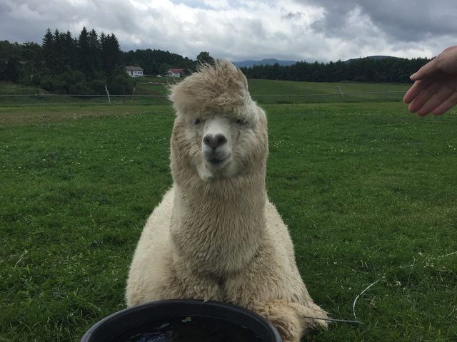 アルパカ可愛い_長門牧場