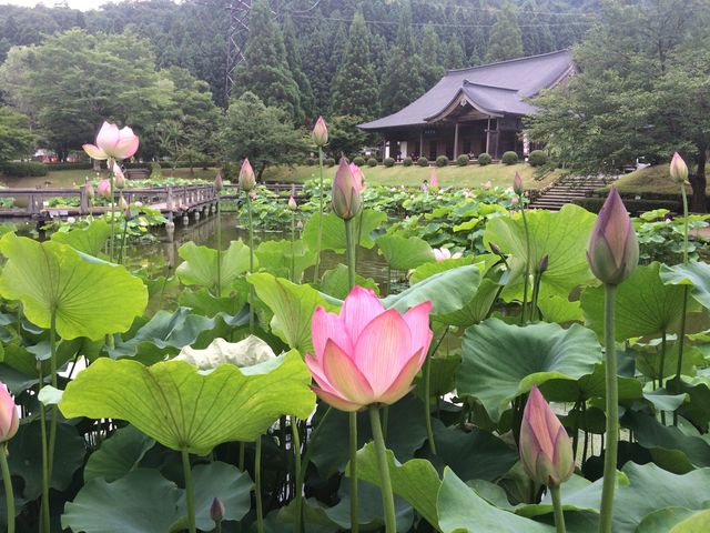 コレクション 花はす公園 ペット