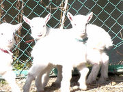 ܂񂳂̐cӂꂠq̓eʐ^2