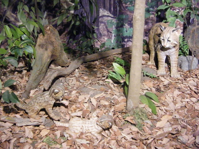 �����͌^_�Δn�쐶�����ی�Z���^�[