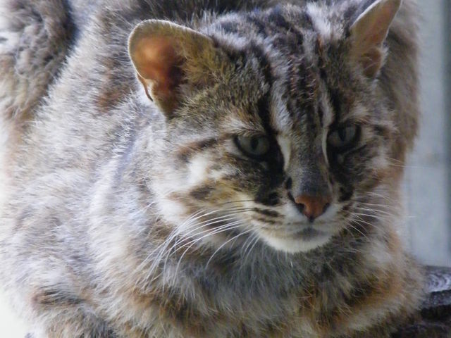 �c�V�}���}�l�R_�Δn�쐶�����ی�Z���^�[