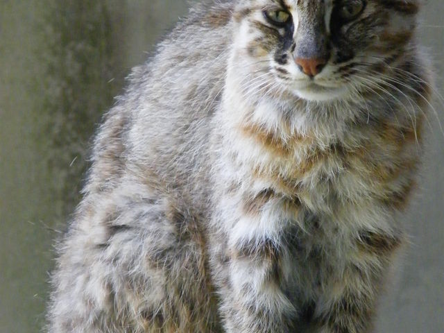 �c�V�}���}�l�R_�Δn�쐶�����ی�Z���^�[