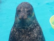 䂤݂̎Ȃ̐فisفj̓eʐ^1