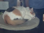 񂳂̋Muwi܃~[WA j̓eʐ^1