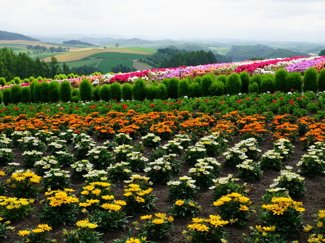 �ڂ̍�����ς��邱�ƂŁA������i�F���ς���Ă���B_�l�G�ʂ̋u