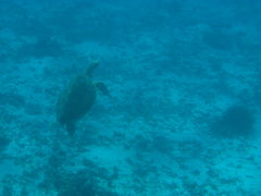 �O�l�}�������W���[�̎ʐ^1