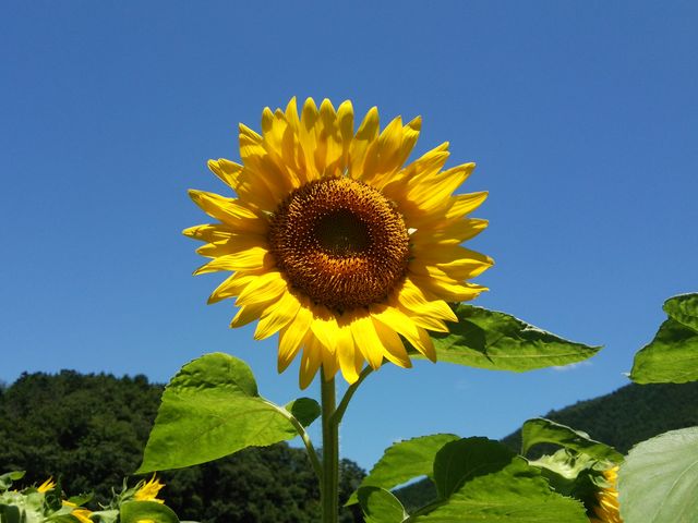 �Ђ܂��by��_����Ђ܂�蔨