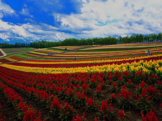 �ẴX�g���C�v���f�G�ł��B_�l�G�ʂ̋u