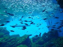 T.K̐䂤݂̓mقւ̓eʐ^1