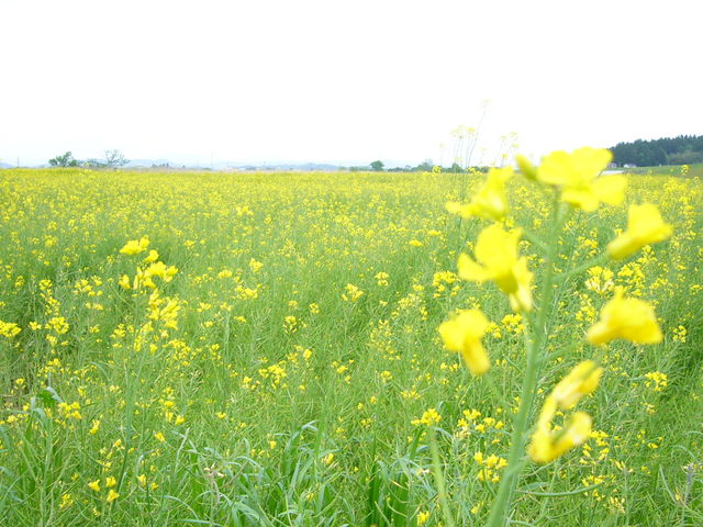 yůpcs̍؂̉Ԕ̓eʐ^1