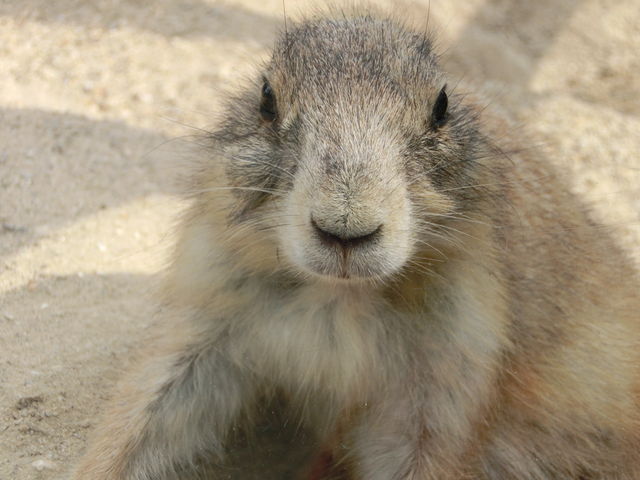 ���������ƒ��ǂ��̃v���N_���R���A����