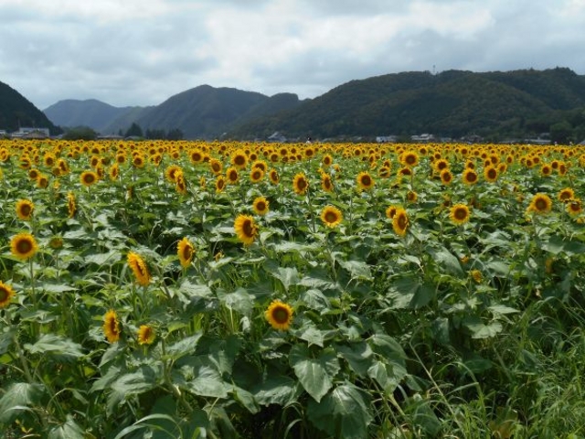 ����Ђ܂���