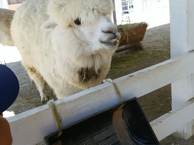 ���ӂ��ӃA���p�J_�l�G�ʂ̋u