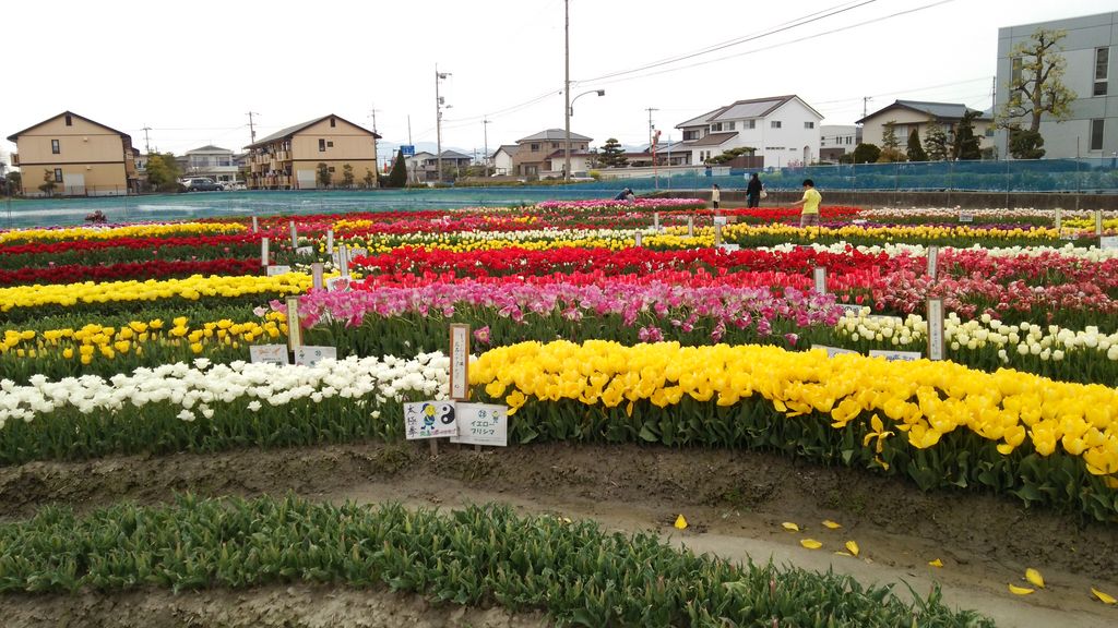 北島チューリップ公園