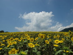 ひでちゃんさんの蒜山高原への投稿写真1
