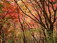 ぽちたかさんの三頭山（東京都檜原村）の投稿写真1