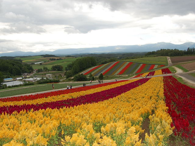 �P�C�g�E�̔��ł��B_�l�G�ʂ̋u