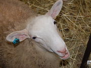 q񂳂́urƉ_̋uvÊ߂rق̓eʐ^2