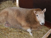 q񂳂́urƉ_̋uvÊ߂rق̓eʐ^3