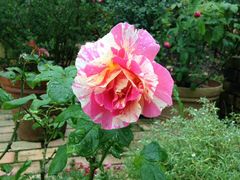 n[̃K[f~[WAbւ̓eʐ^2