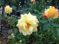 n[̃K[f~[WAbւ̓eʐ^4