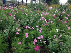 n[̃K[f~[WAbւ̓eʐ^5