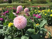 傤񂳂̏Hcۃ_A̓eʐ^2