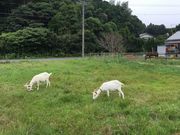 poporon̊HE񌩃Y@TZbg[hR[X̓eʐ^2