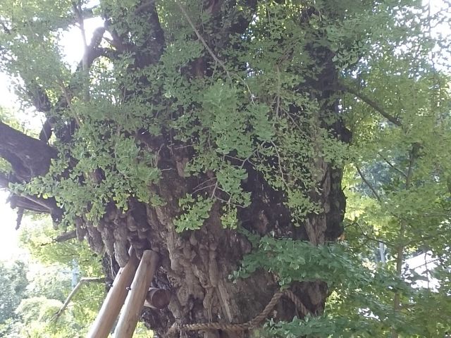 񂳂̊ꌾ_Ёiꌾj̓eʐ^3