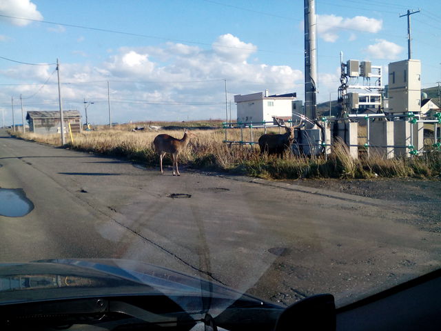 �������񎭂��������ɂ�ł܂���_�m�V���b�v��