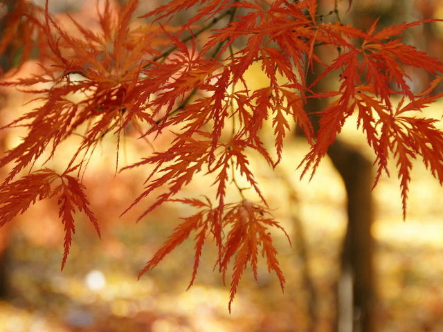 gt̎̓C`ESɐFt؁X𐔑y߂܂B_