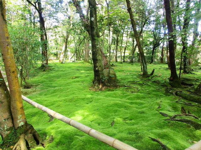 �H���������R�P�̒�_�H��