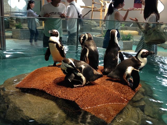 �y���M���߂��I_NIFREL�i�j�t�����j