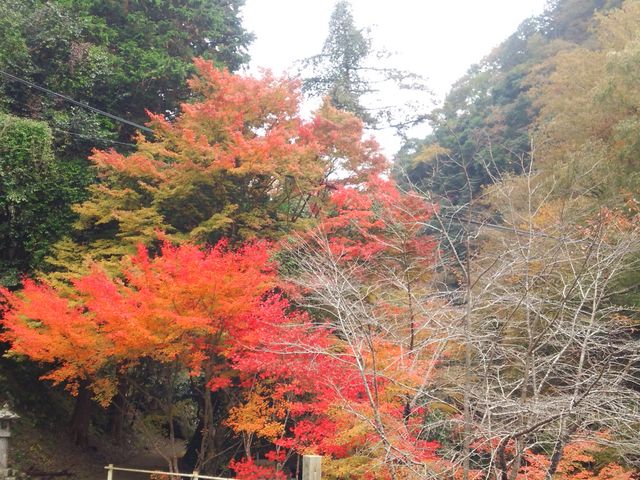 gt̐FtԂił܂B_GsA݂