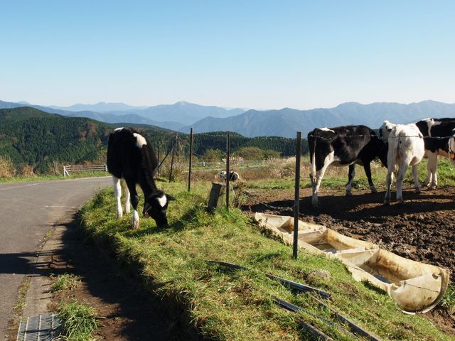 ��S�s���ɑ���H�ׂ�u�E�򂿂��v_�l���J���X�g��샖��