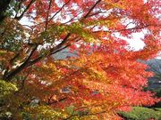 񂳂̗ڗiRRsj̓eʐ^5