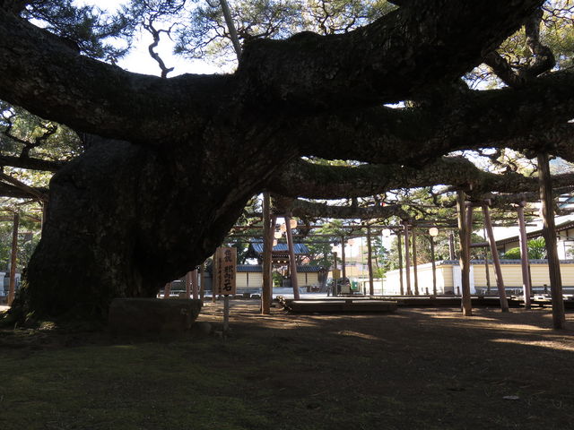 ǂ5525̑P{(s)̓eʐ^6