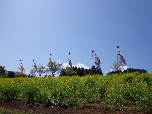 �܂����̖q��