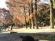よっぴさんの蛇ケ谷公園の桜の投稿写真1