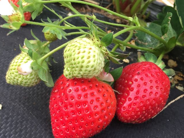 �^���Ԃȃc���c��������_����ό��_��