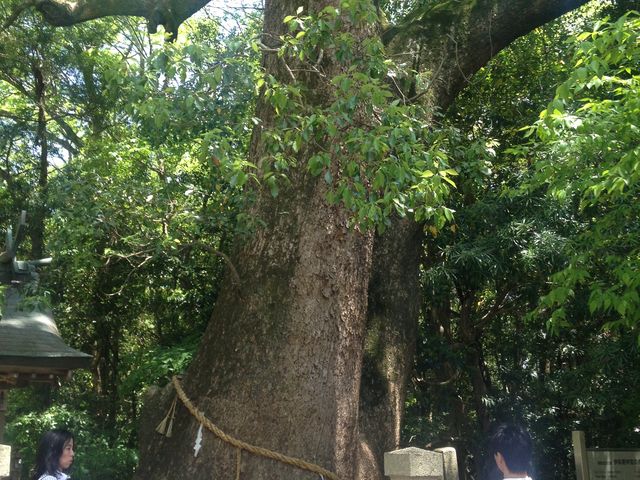 �ɜQ���_�{�̕v�w��