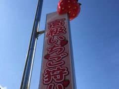 strawberry farm ܂ƍH[ւ̓eʐ^1