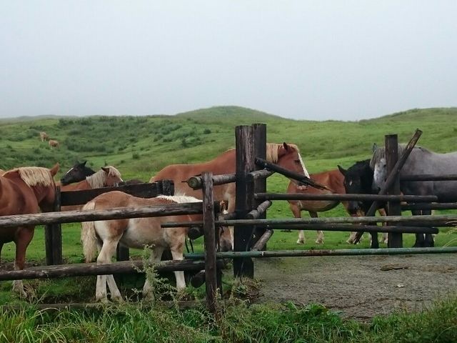 �n�@�n�@�n_���h���x�Ό��i���h�R��j