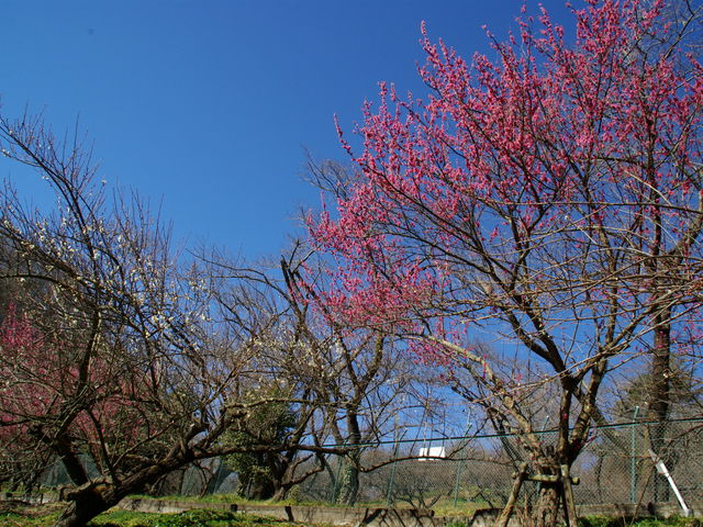 ݂͂5525̑͌sKY{~̓eʐ^4