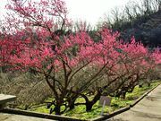 ݂͂5525̑͌sKY{~̓eʐ^2